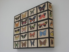 Specimens